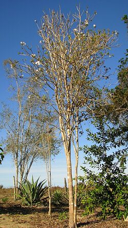 Tabebuia elliptica (A. DC.) Sandwith (2283827970).jpg