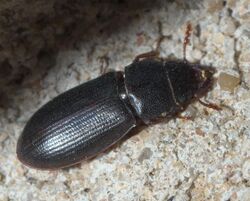 Tenebroides americanus P1000395a.jpg