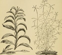 The complete aquarium book; the care and breeding of goldfish and tropical fishes (1936) (20671511305).jpg