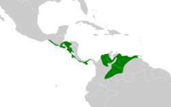 Thryophilus rufalbus map.svg