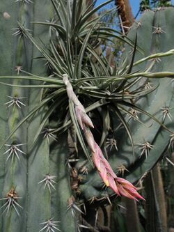 Tillandsia rauschii (TS) 2-05022.jpg