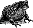 Toad 2 (PSF).png