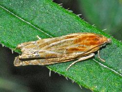 Tortricidae - Eucosma cana.JPG