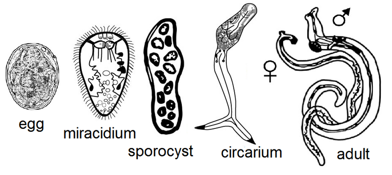 File:Trematode lifecycle stages.png