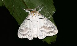 Tussock Moth (Psilochira amydra) freshly emerged and resting under a leaf ... (23667988371).jpg