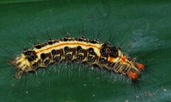 Tussock Moth Caterpillar (Orvasca subnotata) (8688482316).jpg