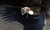 Vultur gryphus male.jpg