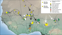 West African sites with archaeobotanical remains from third to first millennium cal bc.webp