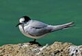 White fronted tern NZ (12756153114).jpg