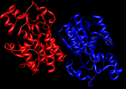 Whole Enzyme.png