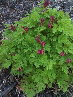 Wild Bleeding Hearts.jpg