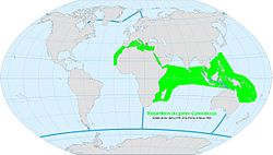 World map ocean genus Cymodocea.jpg