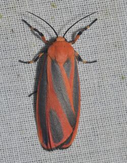 - 8089 – Hypoprepia miniata – Scarlet-winged Lichen Moth (19892329865).jpg