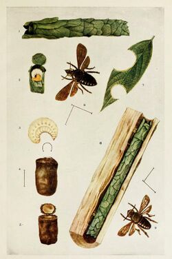 78-Indian-Insect-Life - Harold Maxwell-Lefroy - Megachile-anthracina.jpg