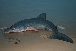 Photo of shark in profile, showing split tail, and five dark bands that encircle the body between the head and pectoral bands
