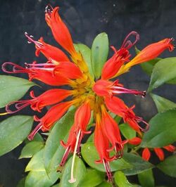 Aeschynanthus fulgens flower.jpg