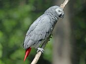 African Grey Parrot RWD2.jpg