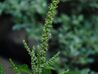 Amaranthus spinosus (3098038658).jpg