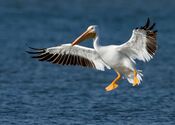 American White Pelican.jpg