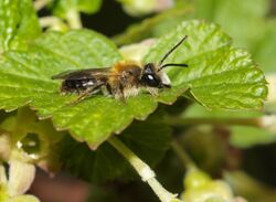 Andrena helvola male (17272653884).jpg