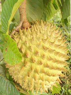 Annona purpurea (3) Proporcionado por Rovin Alba.jpg