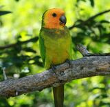 A green parrot with a yellow head, black eye-spots, and a light-green underside
