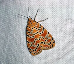 Argena astrea (Crotalaria pod borer, Tiger moth).jpg