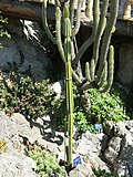 Armatocereus godingianus (Monaco).jpg
