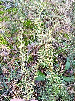 Artemisia marschalliana 99767637.jpg