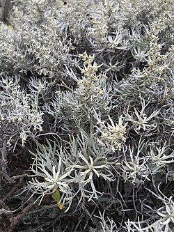Artemisia nesiotica.jpg