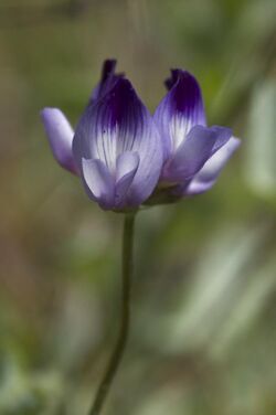 Astragalus rattanii var. jepsonianus.jpg