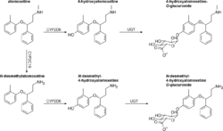 Atomoxetine metabolism.png