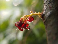 Averrhoa bilimbi flower.jpg