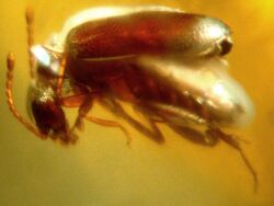 Baltic amber Coleoptera Anobiidae Episernus.JPG