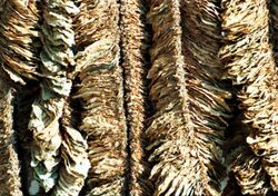 Basma-tobacco-drying.jpg