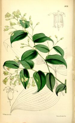 Behnia reticulata01.jpg