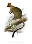 Brown tree-kangaroo