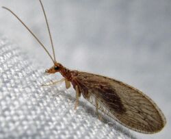 Brown Lacewing Micromus subanticus.jpg