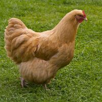 Buff Orpington chicken, UK.jpg