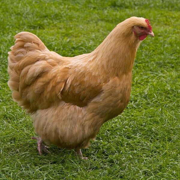 File:Buff Orpington chicken, UK.jpg