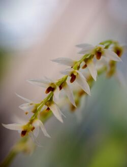 Bulbophyllum auricomum Lindl. Gen. Sp. Orchid. Pl.- 50 (1830) (31820663501) - cropped.jpg