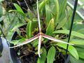 Bulbophyllum nitidum.JPG