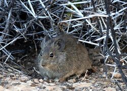 Bush Vlei Rat (Myotomys unisulcatus) (29671525063).jpg