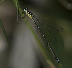 Caconeura ramburi by Pagol Haowa.jpg