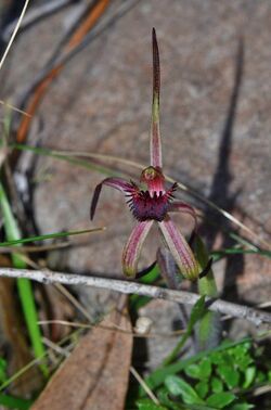 Caladenia caudata.jpg