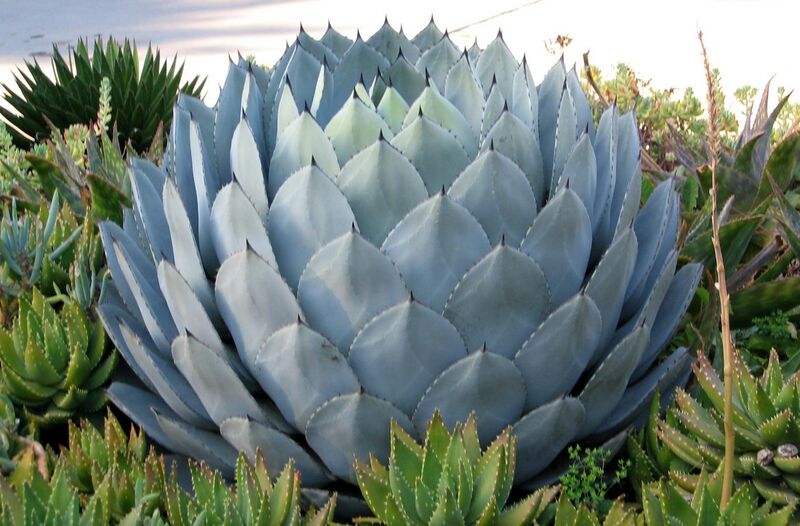 File:California Cabbage Agave.jpg