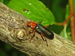 Cantharidae - Cantharis livida cf. rufipes.JPG