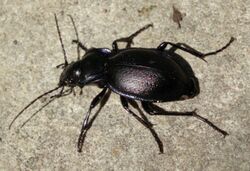 Carabus lusitanicus.jpg