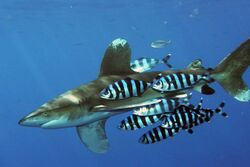 Shark accompanied by group of fish with black and white vertical stripes and split tail fin