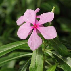 Catharanthus roseus-IMG 5432.jpg